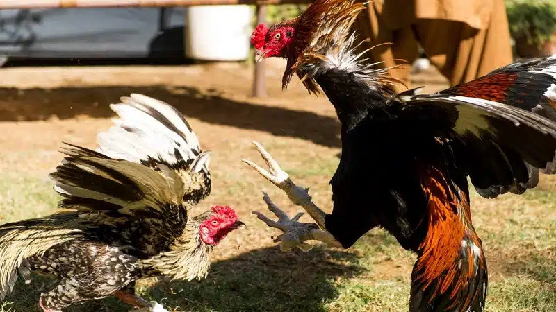 Tổng hợp các thế đá của gà chọi phổ biến nhất hiện nay