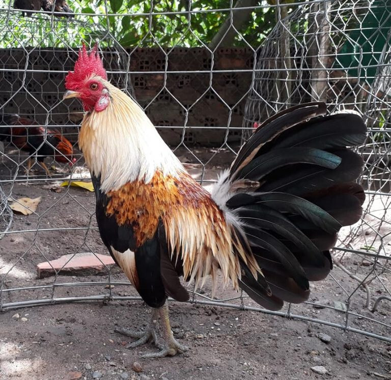 Trong cách xem lông gà chọi đá hay thì gà chuối luôn được đánh giá là không quá tốt