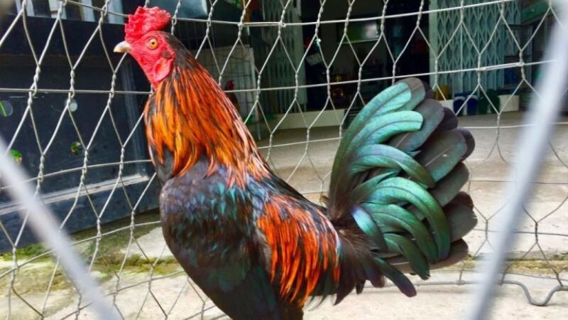 Tuỳ nhu cầu mà anh em có thể quyết định nuôi chúng hay không