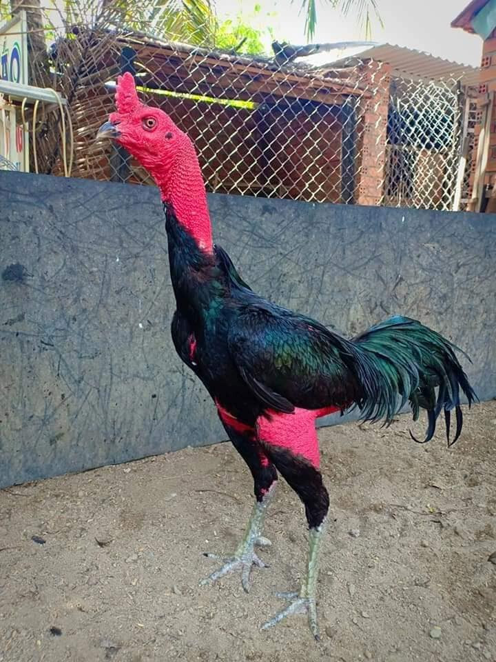 Vảy gà chọi thần kê có đặc điểm như nào?