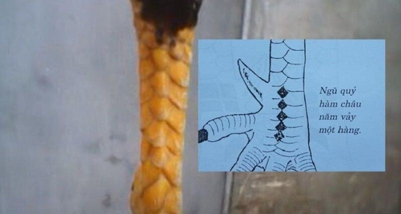 Vảy gà ngũ quỷ được xếp vào loại vảy quý hiếm nhất