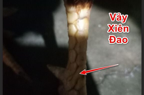 Vảy gà xuyên đao hay còn gọi là vảy xiên đao 