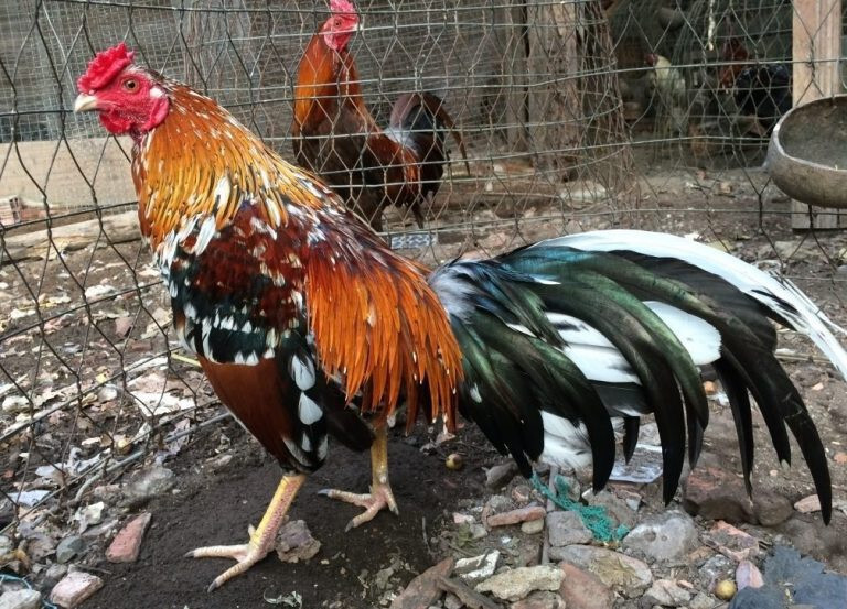 Xem lông gà chọi đá hay dở là điều rất phổ biến hiện nay