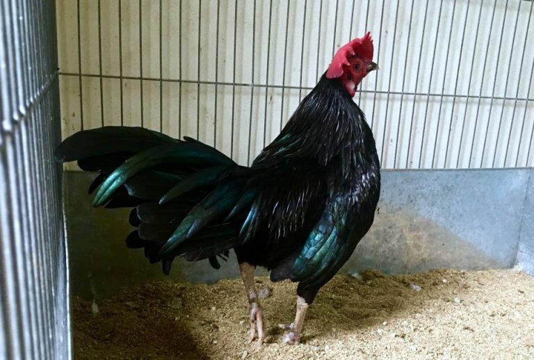 Xem lông gà chọi đá hay dở qua lông màu ô được áp dụng rất nhiều