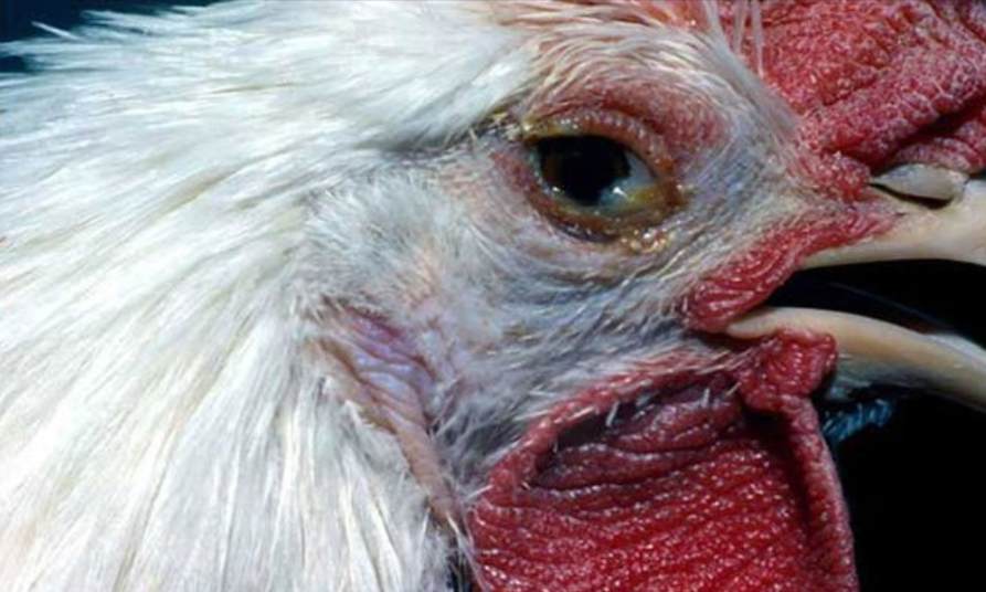 Áp dụng cách chữa gà há miệng thở thích hợp sẽ giúp cho gà có thể chóng khỏi bệnh