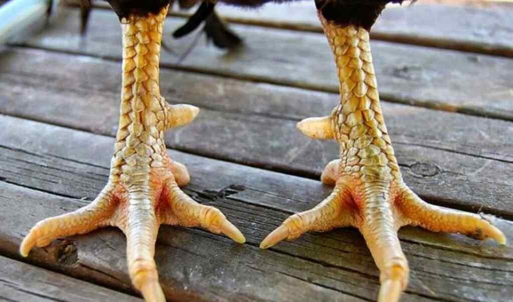 Băng cựa gà chọi không cần cựa để đảm bảo công bằng trận đấu