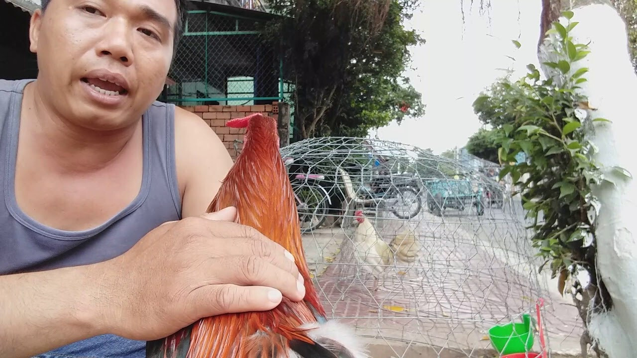 Cách bắt gà đá không kêu cực chuẩn 6 Bắt gà bằng lưới