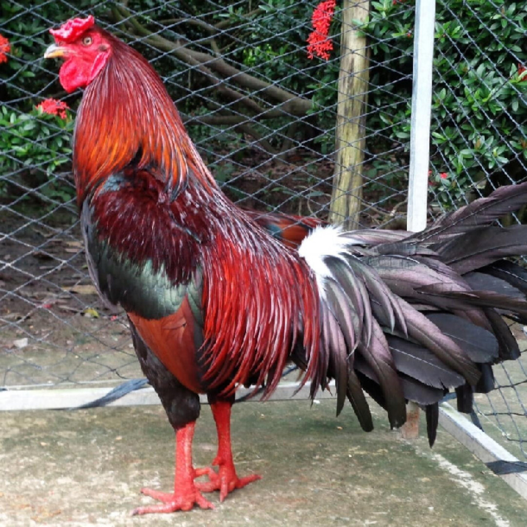 Hướng dẫn chi tiết các cách chọn gà đá cựa sắt hay 4 Cách chọn gà đá cựa sắt hay qua ngoại hình chuẩn xác nhất