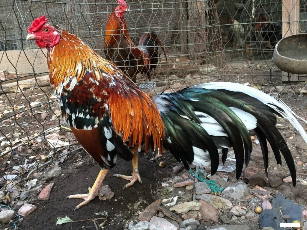 Hướng dẫn chi tiết các cách chọn gà đá cựa sắt hay 5 Cách chọn gà đá cựa sắt hay qua tiếng gáy