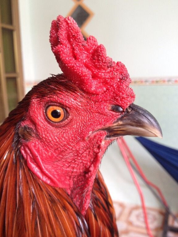 Cách chọn mồng gà đá qua hình dáng