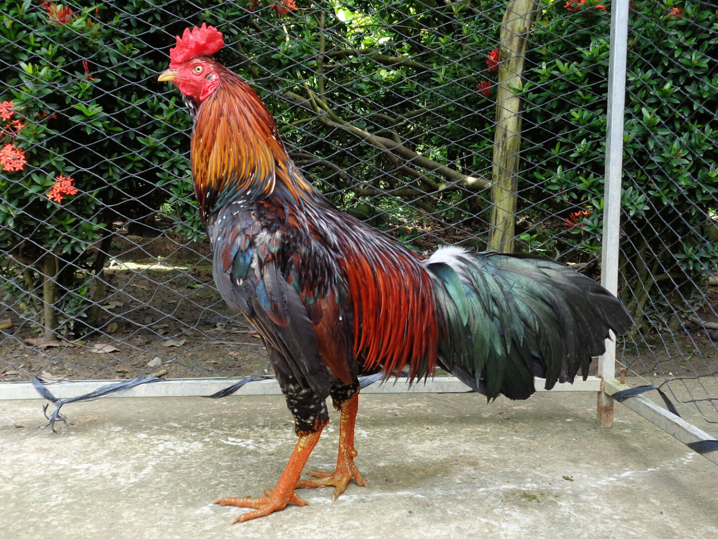 Cách chọn mồng gà đá qua màu sắc