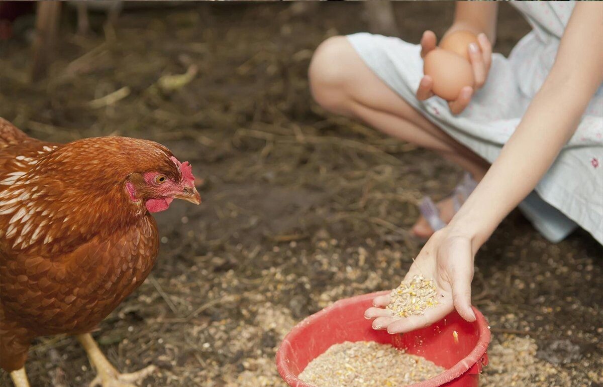 Công thức trộn ngũ cốc gà đá gồm những gì là chuẩn nhất? 8 Chất xơ từ ngũ cốc vô cùng quan trọng trong chế độ dinh dưỡng cho gà đá