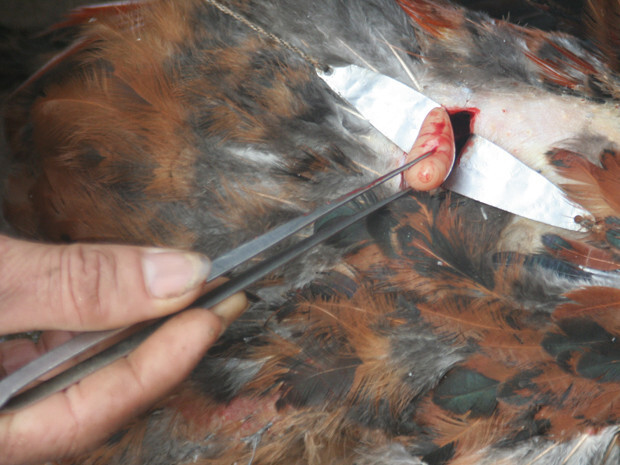 Chuyên gia hướng dẫn thiến gà đá đúng cách