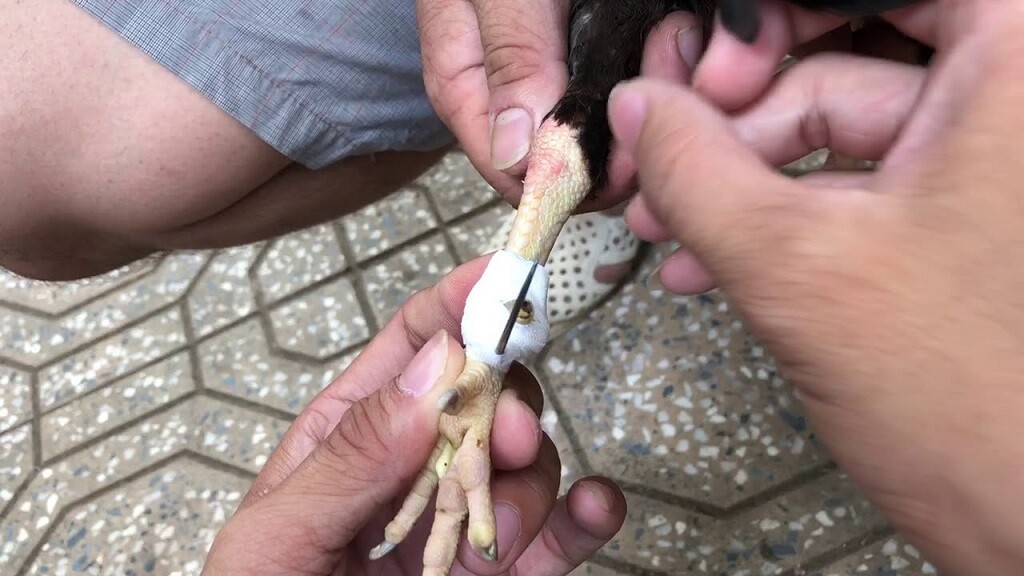 Đá gà cựa dao vô cùng phổ biến trên các trận đá gà lớn hiện nay