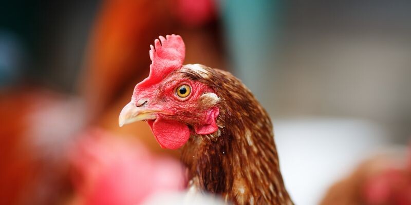 Cao thủ bật mí cách nuôi gà đá cho lông bóng mượt 8 Dựng chuồng trại cùng với vệ sinh và nuôi nhốt hợp lý