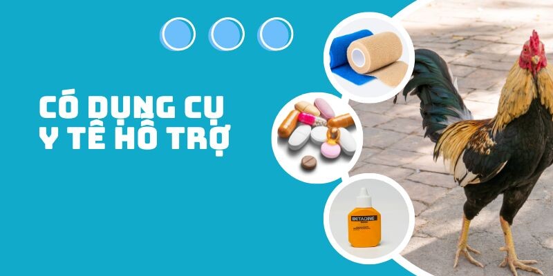 Chủ gà cần nắm ngay gà cắt tai bao lâu thì đá được? 7 Đừng quên sử dụng y tế hỗ trợ trong quá trình này