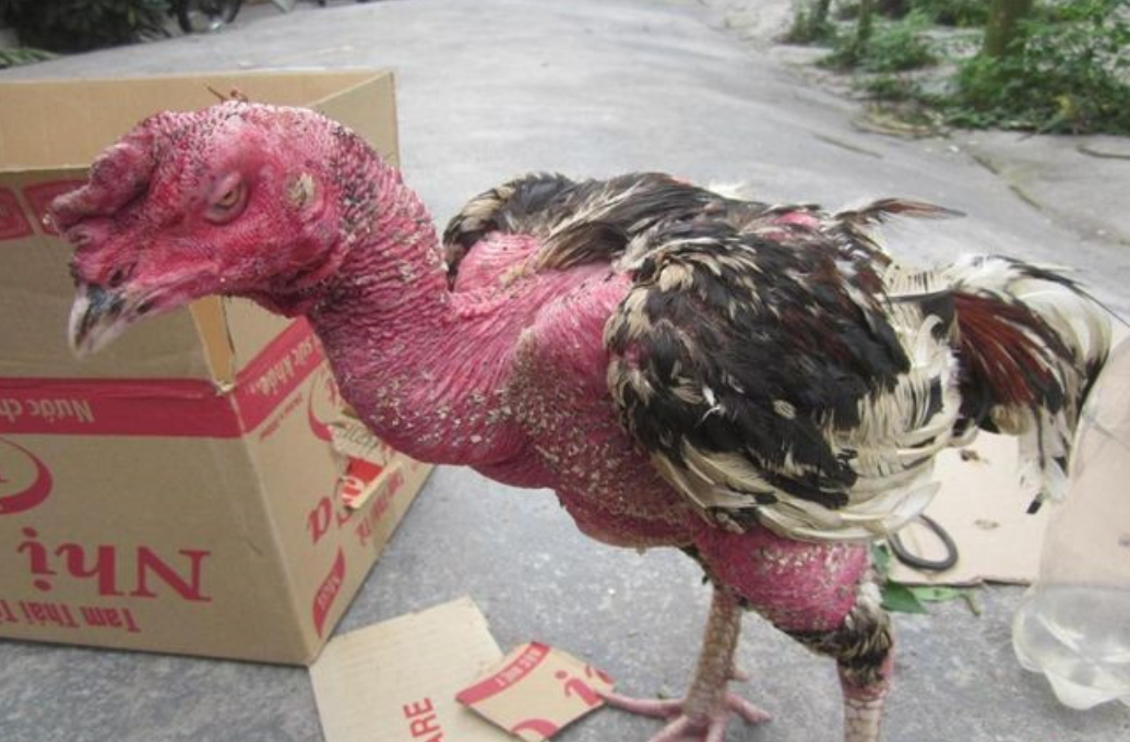 Gà biếng ăn vì những lý do gì?