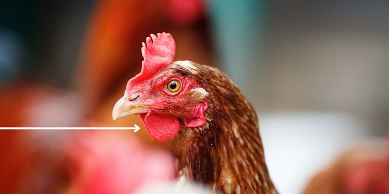 Chủ gà cần nắm ngay gà cắt tai bao lâu thì đá được? 8 Gà cắt tai bao lâu thì đá được? Gà cắt tai sau từ 2 tuần - 1 tháng có thể đá giải bình thường