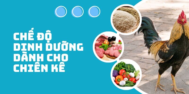 Cao thủ bật mí cách nuôi gà đá cho lông bóng mượt 6 Ghi nhớ ngay công thức liên quan đến chế độ dinh dưỡng
