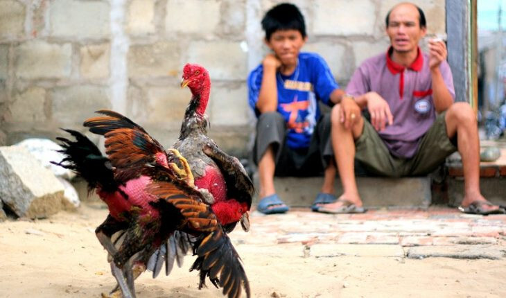 Hướng dẫn cách luyện tập cho gà đá sung