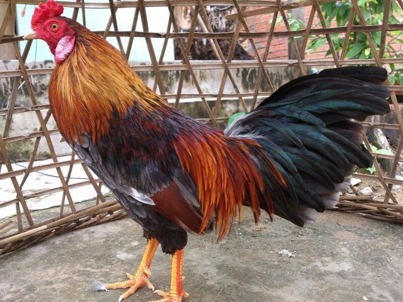 Kinh nghiệm chọn gà trống mái để đúc màu lông