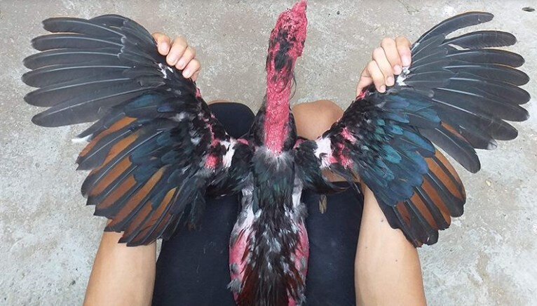 Tết lông gà đá như thế nào chuẩn và hiệu quả nhất 6 Kỹ thuật tết lông gà đá như thế nào cho hiệu quả đang được nhiều sư kê áp dụng