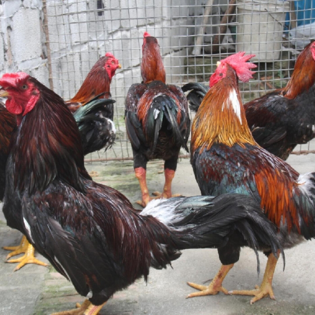 Lai cận huyết có 3 hình thức chính