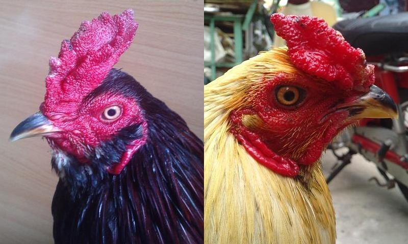 Lai xa là một cách lai tạo gà đá cựa hữu hiệu