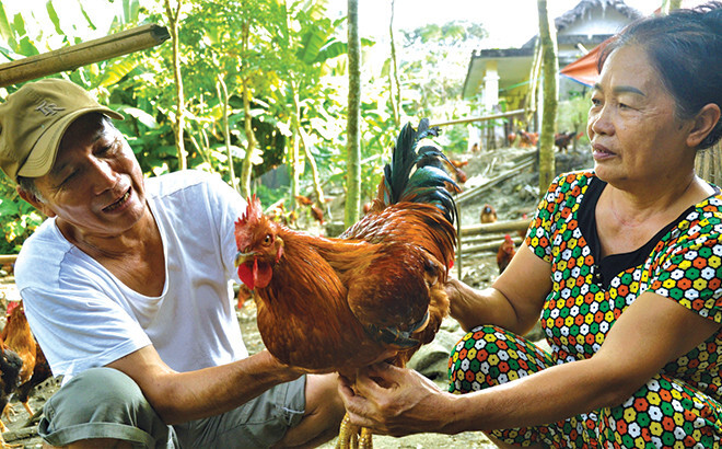 Lưu ý sau khi thiến gà đá