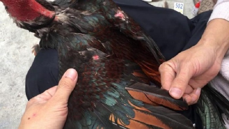 Tết lông gà đá như thế nào chuẩn và hiệu quả nhất 4 Lý do cần phải tết lông cho gà