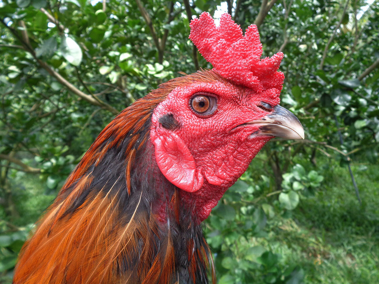 Mồng gà mang lại nhiều tác dụng cho cơ thể 