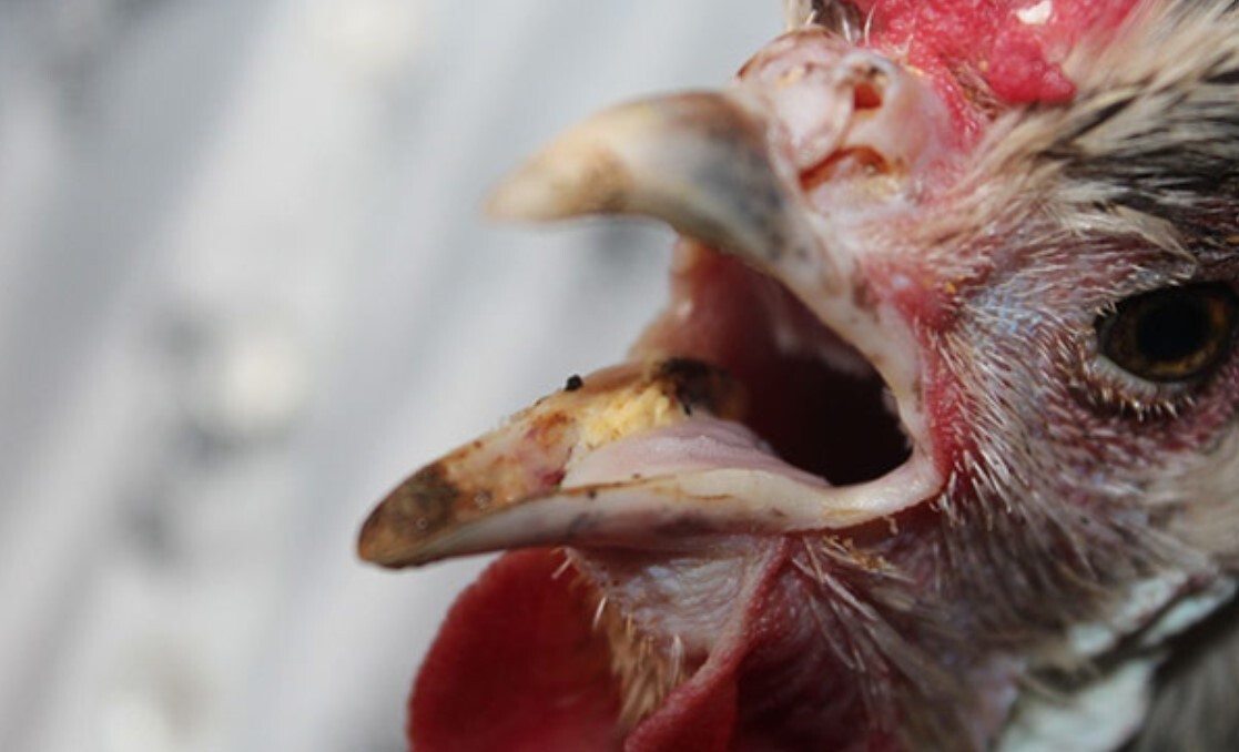 Muốn biết cách chữa gà há miệng thở hiệu quả thì bạn sẽ cần tìm ra nguyên nhân gây bệnh