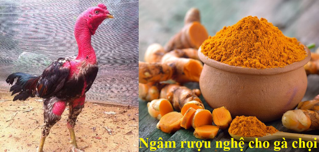 Ngâm rượu nghệ bóp gà chọi có tác dụng gì? 