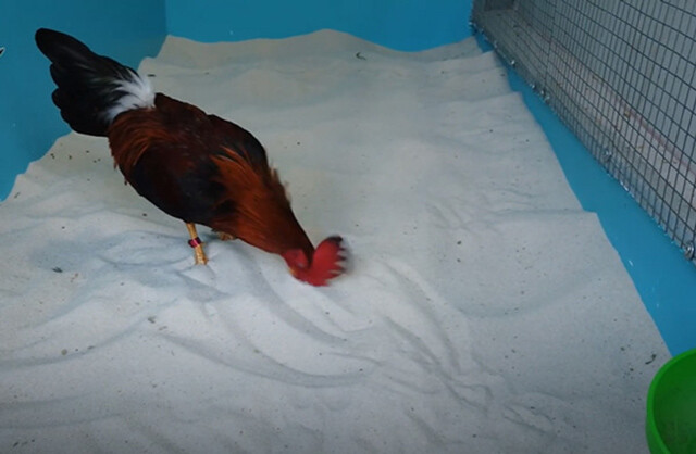 Tắm cát - cách tắm gà tre đá đơn giản và rất dễ thực hiện