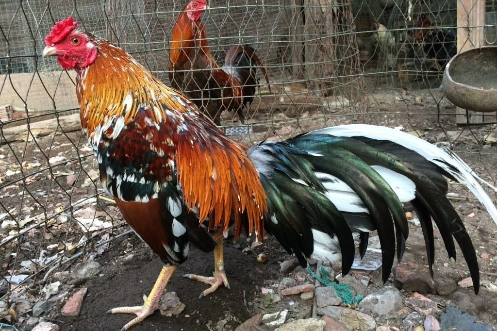 Tết lông gà đá như thế nào chuẩn và hiệu quả nhất 5 Tết lông gà đá như thế nào tốt và hiệu quả nhất?