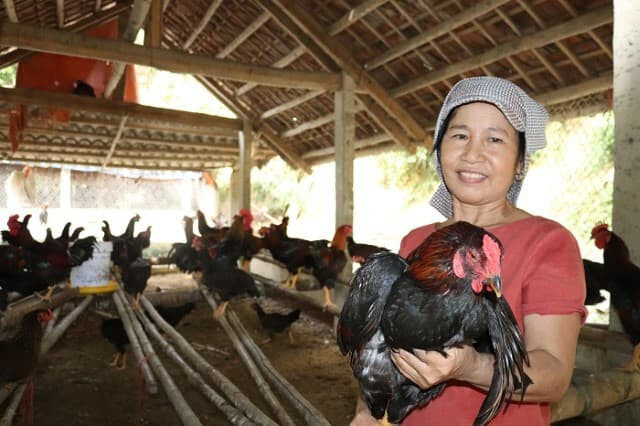 Cho gà ăn thân cây chuối đúng cách như thế nào? 5 Thân cây chuối chứa rất nhiều lợi ích tốt cho cơ thể gà