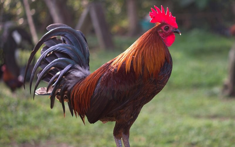 Thức ăn cho gà chọi