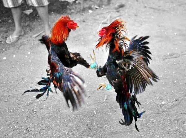 Anh em có thể áp dụng xen kẽ nhiều cách vần đòn cho gà tơ với nhau