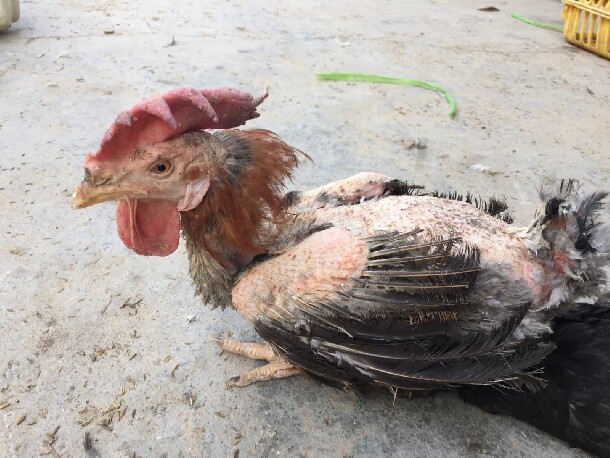 Biểu hiện của gà cắn mổ nhau rất dễ nhận biết