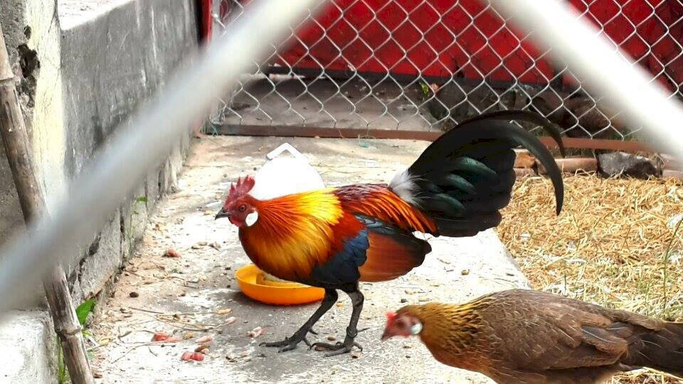 Cách thuần gà rừng sẽ có nhiều khó khăn hơn so với gà chọi thông thường