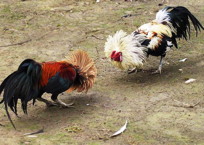 Tiết lộ cách chăm sóc gà chuối đạt hiệu quả cao nhất 5 Chăm sóc gà chuối ở giai đoạn tham gia đá gà vô cùng quan trọng