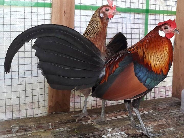 Chân gà rừng có hình dáng tròn và thường có màu xanh vỏ đậu hoặc xanh đá