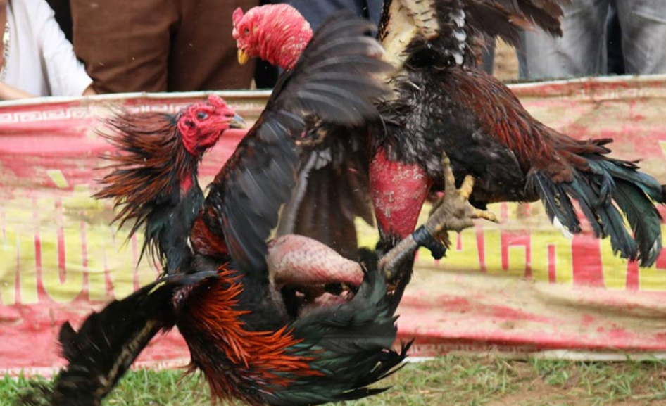 Hướng dẫn cách sử dụng muối hạt trong quá trình nuôi gà đá cựa