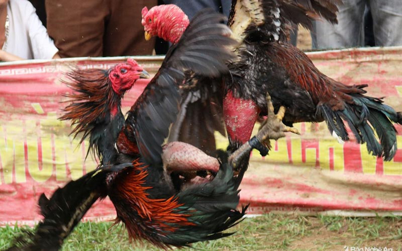 Hướng dẫn chi tiết cách nạp carbo cho gà đá hiệu quả