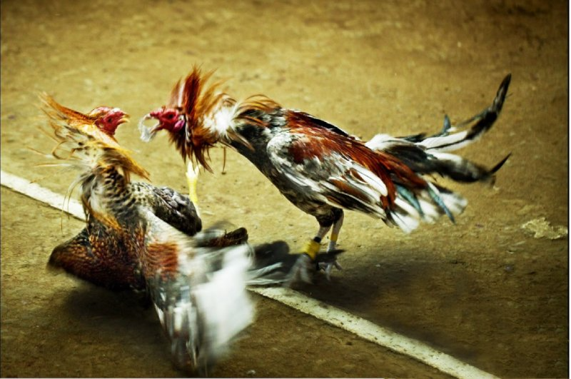 Một số câu hỏi thường gặp về các loại thuốc trong đá gà