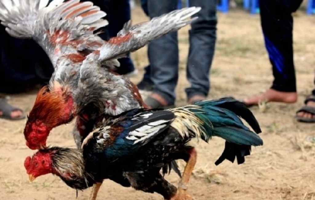 Một số lợi ích của muối hột trong nuôi gà đá cựa điển hình