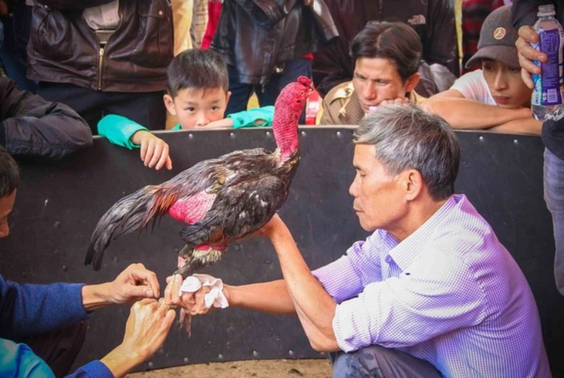 Một số yếu tố mà người nài gà cần có