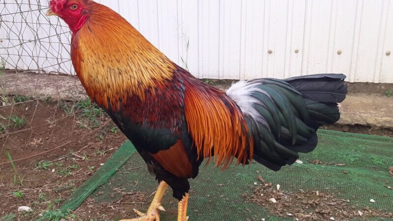 Nạp carbo cho gà đá bằng bắp giúp gà chọi có thể “chớp giật” sau mỗi lần đá đối thủ