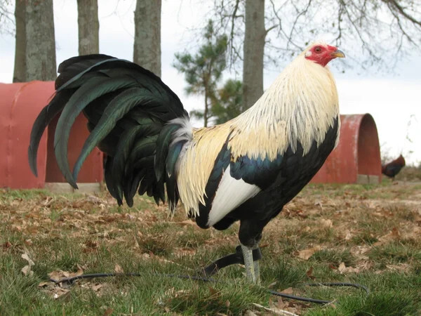 Nạp carbo cho gà đá đóng vai trò vô  quan trọng trong giai đoạn biệt dưỡng