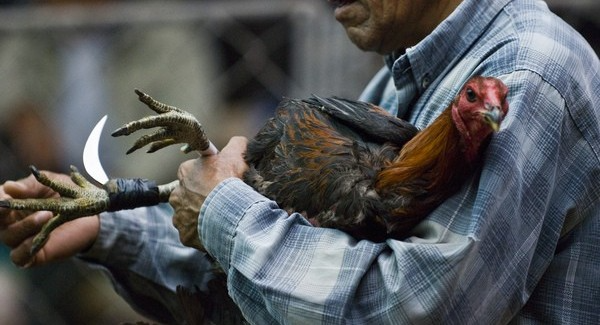 Những kỹ thuật sửa gà mà các nài gà cần biết